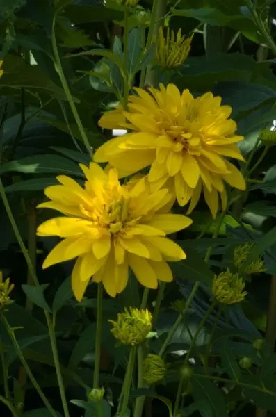 Blumen